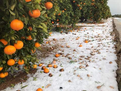 Naranjos afectados por granizo en Tavernes. / Foto: Eva Palomares