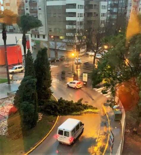 Árbol caído en una rotonda de Oliva.