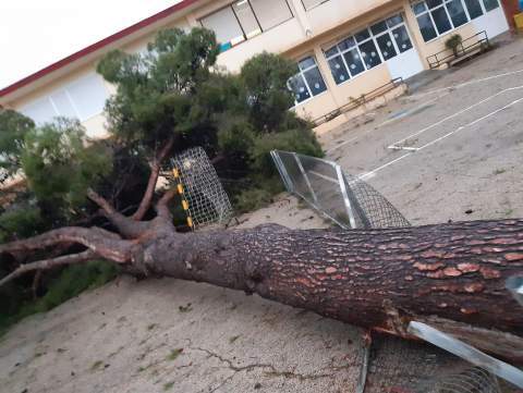 Árbol caído en el colegio MA Suárez de Calderón, Gandia.