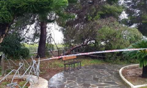 Árbol caído en un parque de Bellreguard.