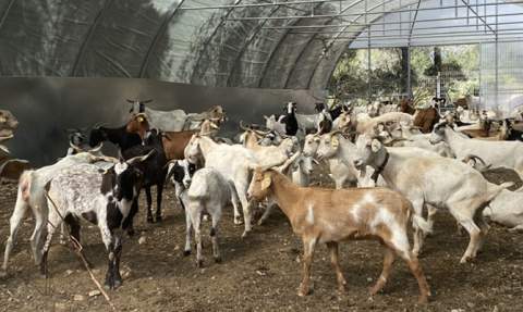 Las cabras en una imagen de abril de 2023.