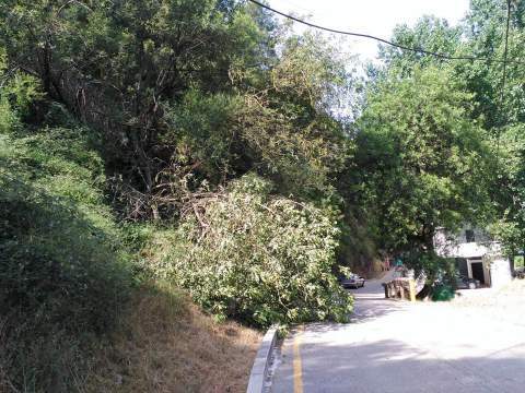 Árbol caído en la Reprimala.
