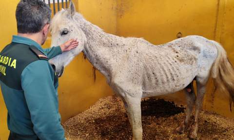 Un agente con uno de los caballos.