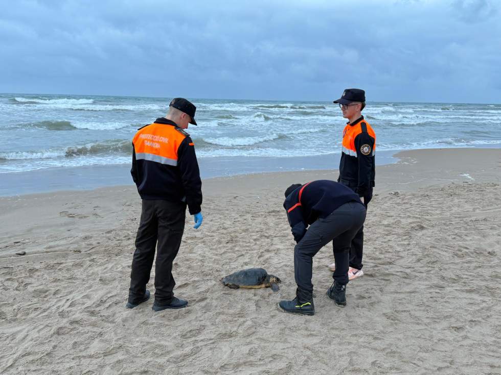 El corriol camanegre i les dunes de l'Auir tindran un protecció especial a Gandia