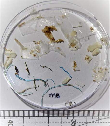 Muestras de microplásticos.