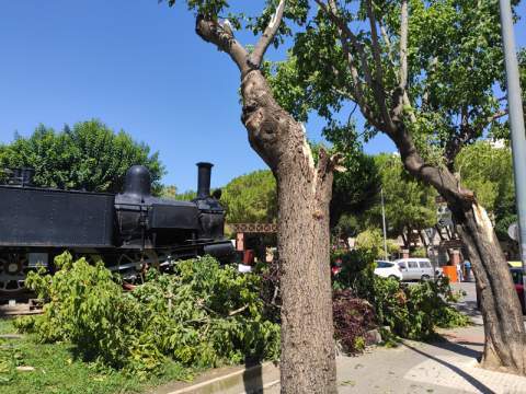 Árbol caído en Gandia.