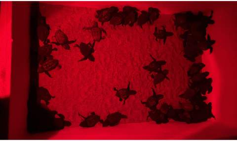 Las tortugas tras la eclosión. Las tortugas tras la eclosión.