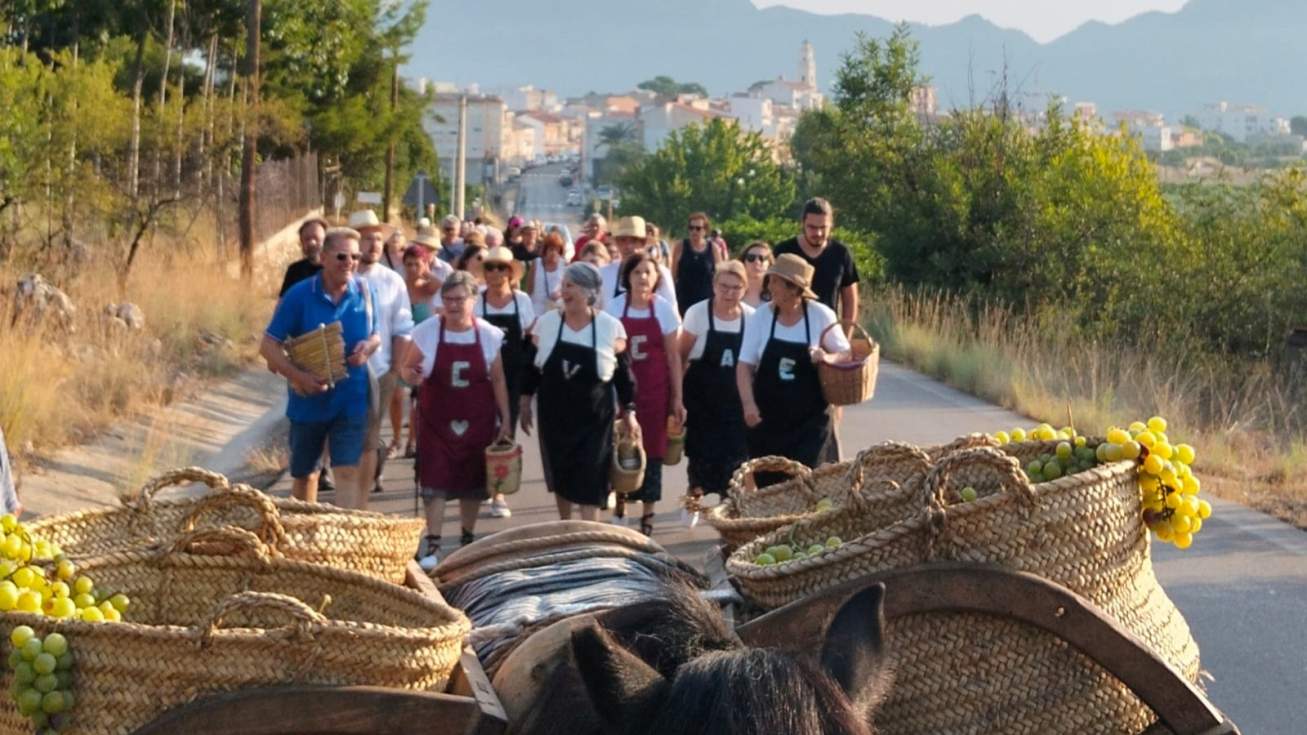 De l'escaldà al port de Dénia, el camí de la pansa a la 6a Festa de l'Escaldà de Ròtova