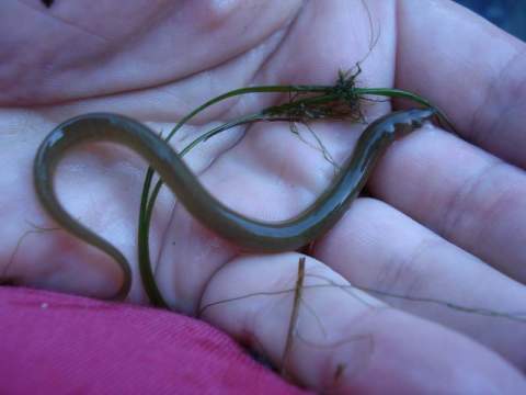 Anguila