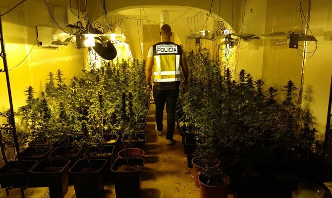 Un agente entre la plantación.
