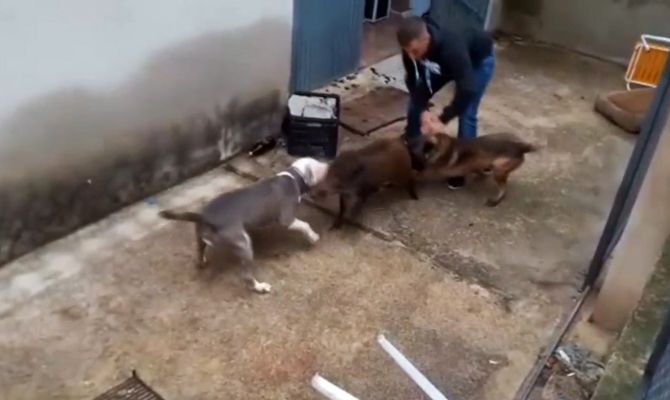 Fotograma del vídeo en el que se observa al joven azuzar a los perros contra el jabato.