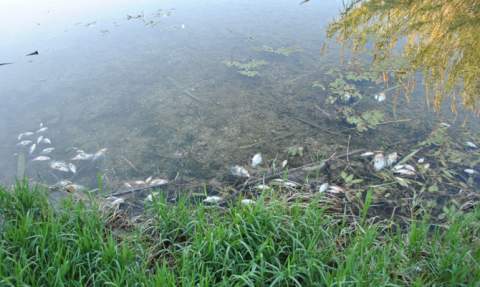 Peces muertos flotando en la ribera del Serpis.