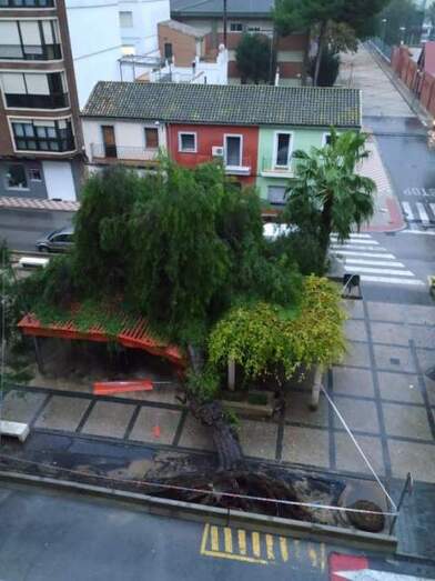 Arbol caído en Tavernes.