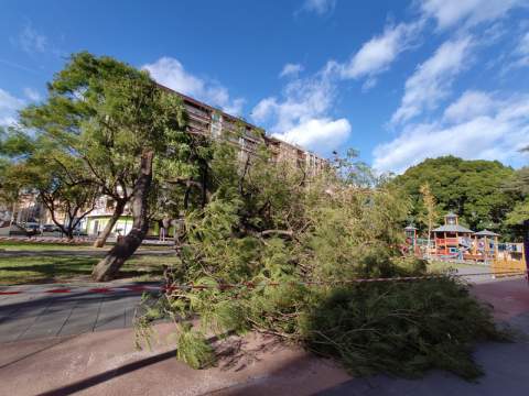 Árbol caído en el Jardinet.